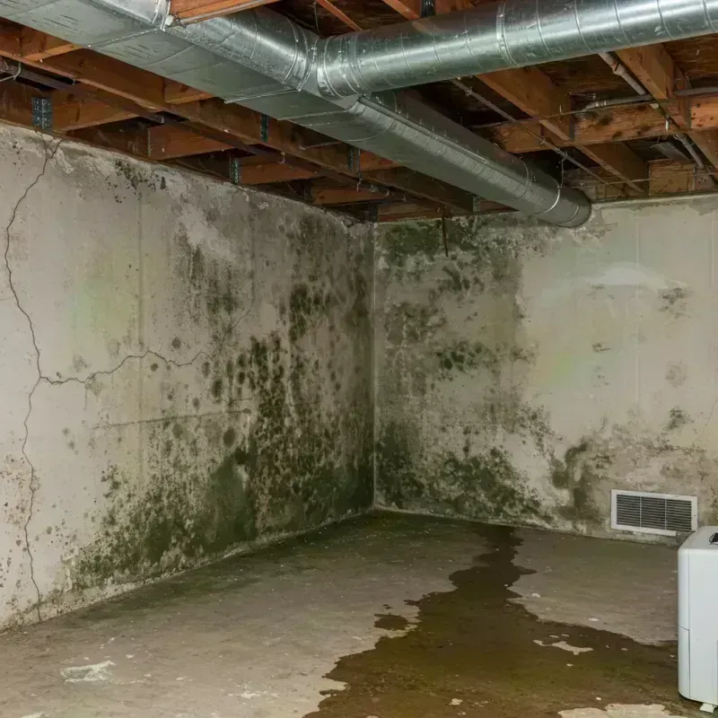 Professional Mold Removal in Port Saint Joe, FL